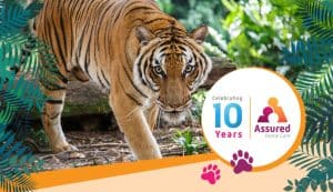 Wild tiger walking in a lush jungle, symbolising resilience, independence, and compassionate NDIS home care support services.